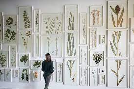 Herbarwand | Quelle: NAWAREUM/Franziska Schroedinger Herbarwand | Quelle: NAWAREUM/Franziska Schroedinger